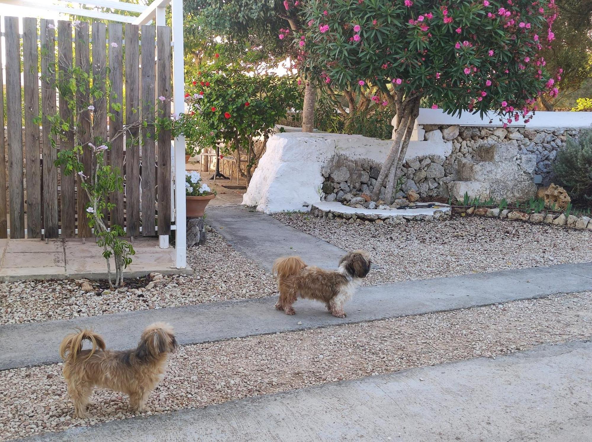 Turismo Rural Biniati Des Pi Sant Lluis Εξωτερικό φωτογραφία