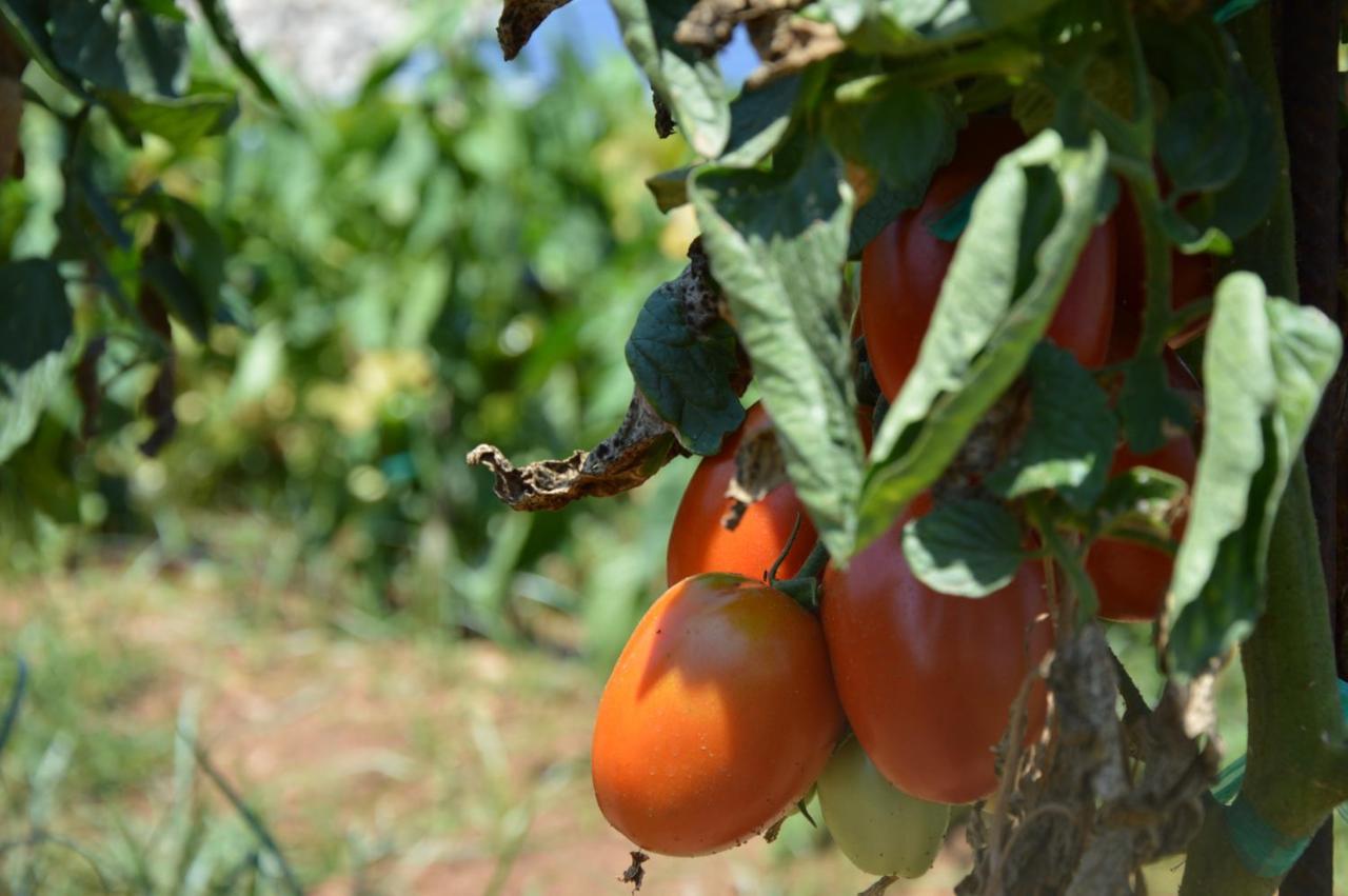 Turismo Rural Biniati Des Pi Sant Lluis Εξωτερικό φωτογραφία