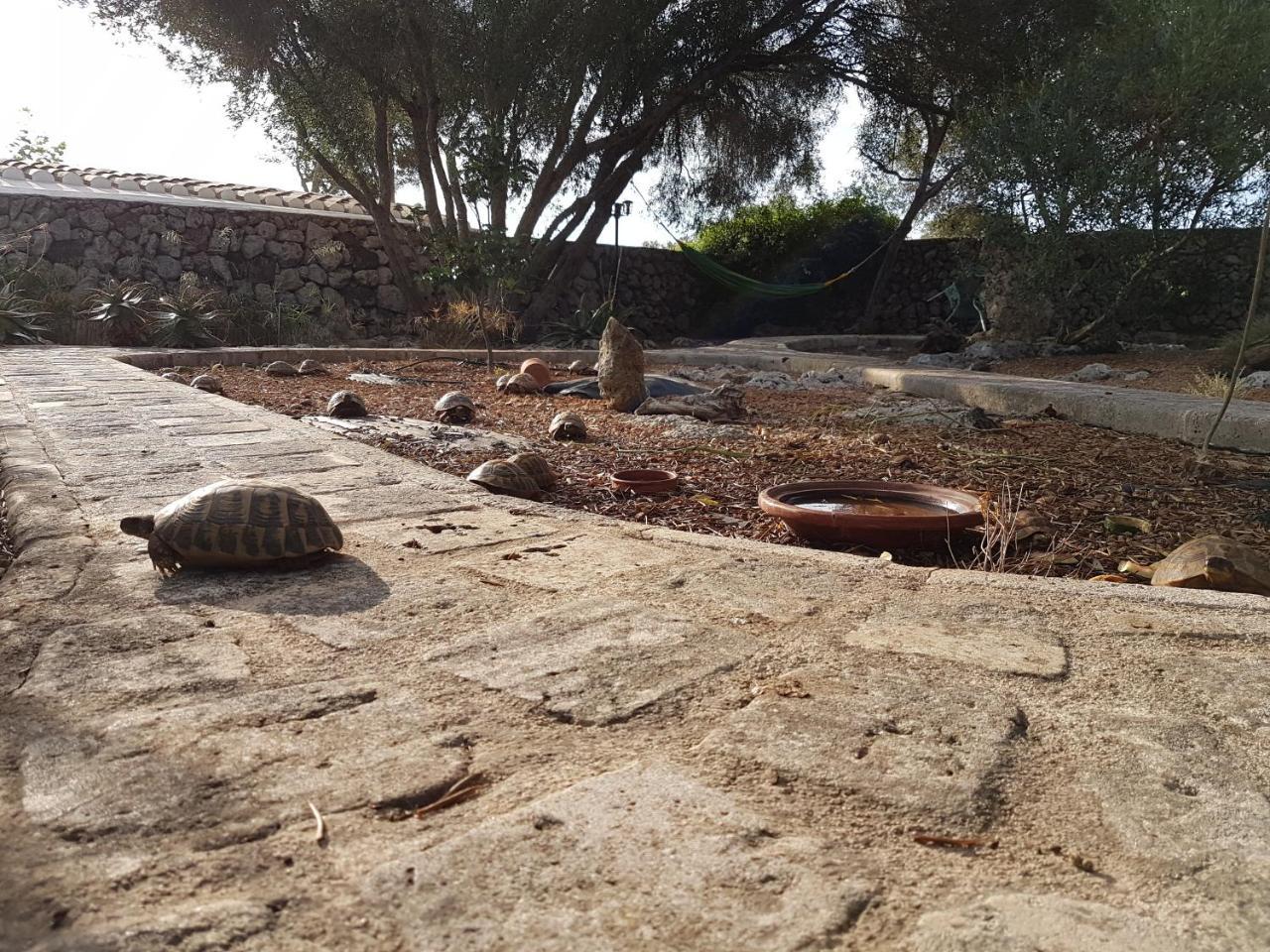 Turismo Rural Biniati Des Pi Sant Lluis Εξωτερικό φωτογραφία
